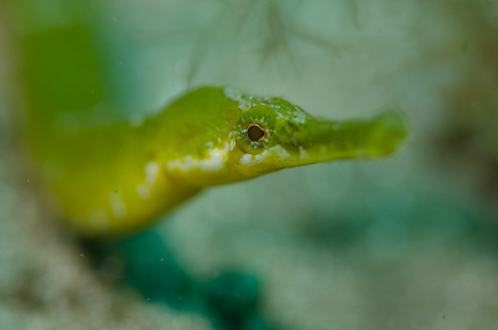 Pejepipa (Syngnatus typhle)