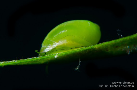 20121013 1519 - enelmar.es - Caracol (Smaragdia viridis), Muelle de El Porís de Abona, Sacha Lobenstein