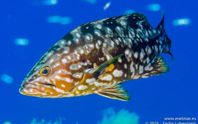 Abade (Mycteroperca fusca)