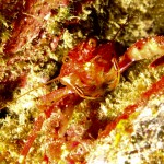 Araña de marisco (Percnon gibbesi)
