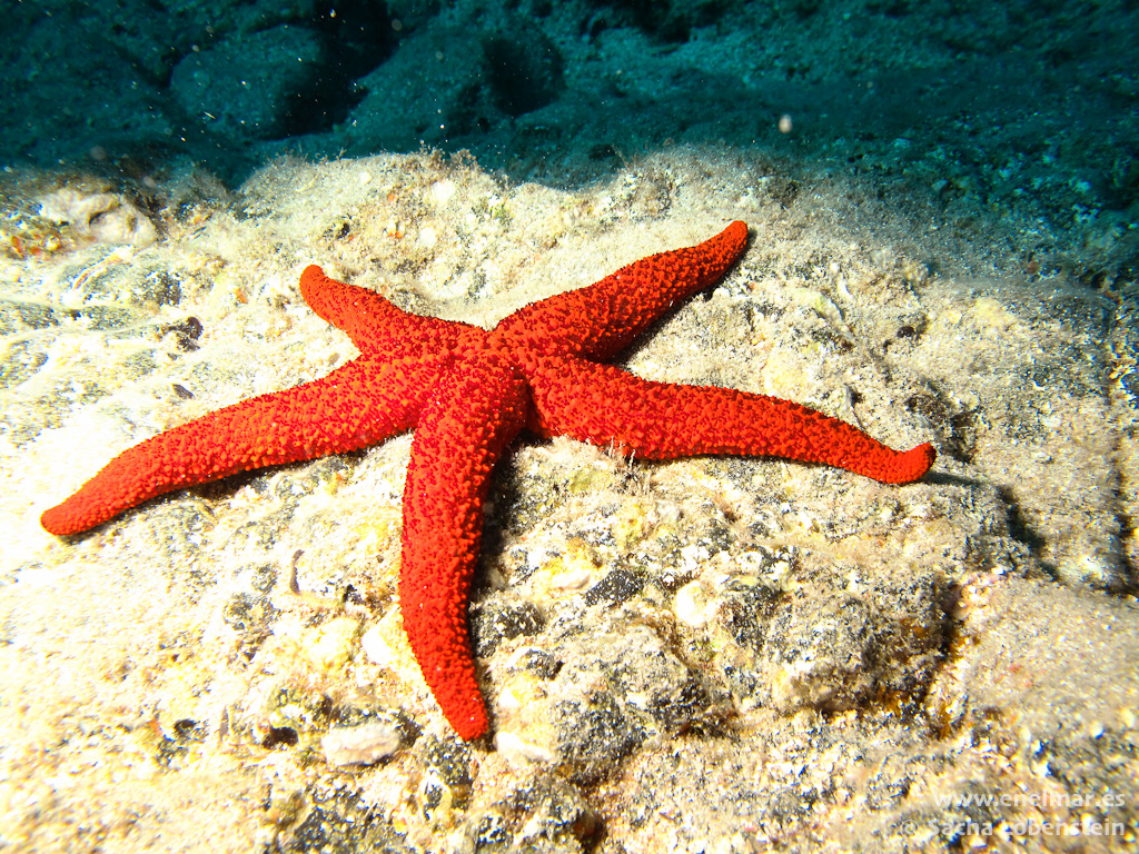 Estrella de mar espinosa (Echinaster sepositus)