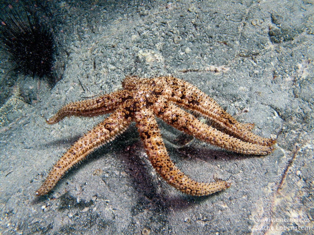 Estrella de mar de muchos brazos (coscinasterias tenuispina)