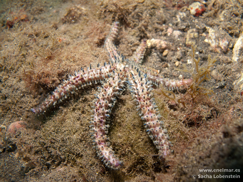 Estrella de mar espinosa común (Marthasterias glacialis)