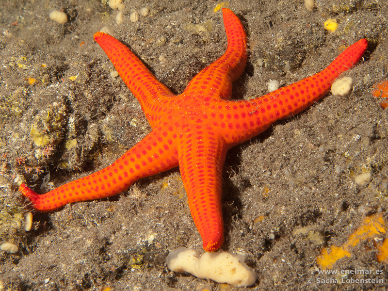 Estrella naranja (Hacelia attenuata)
