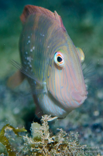 20120909 1700 - enelmar.es - Muelle de Garachico, Pejepeine (Xyrichthys novacula), Sacha Lobenstein