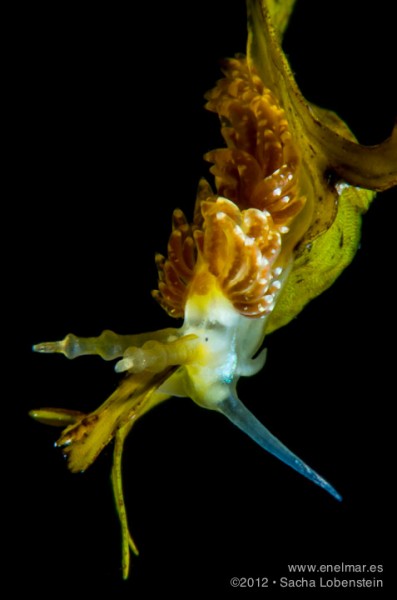 20120909 1824 - enelmar.es - Espurila (Spurilla neapolitana), Muelle de Garachico, Sacha Lobenstein