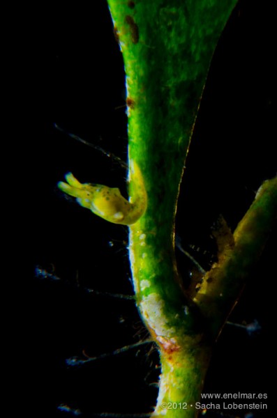 20120912 1854 - enelmar.es - Caracol (Oxynoe olivacea), El Tablado, Sacha Lobenstein