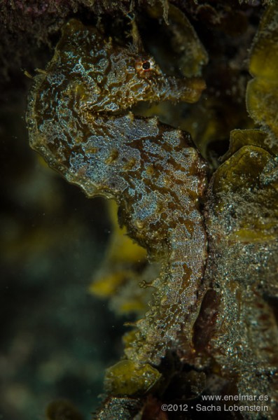 20121014 1214 - enelmar.es - caballito de mar (Hippocampus hippocampus), Sacha Lobenstein, Teno