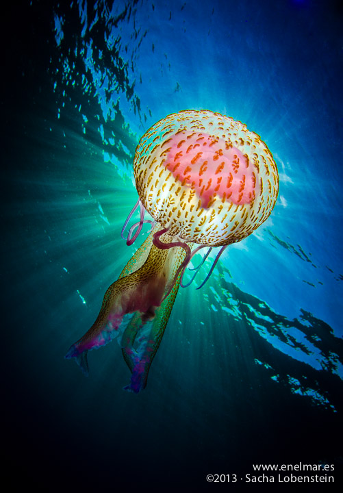 ¿Cómo salvar una medusa?