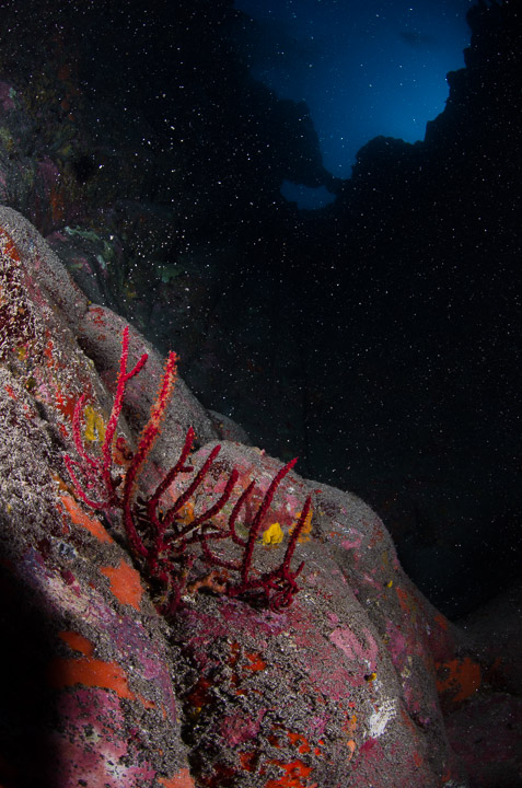 Retoque de una gorgonia roja en Garachico