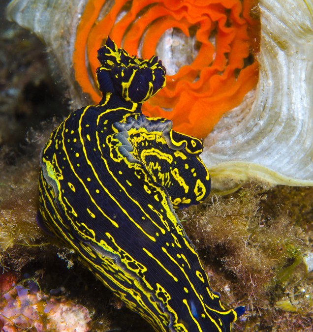 Y cuando el mar pega: todos para Radazul